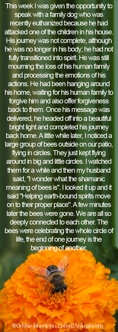 Bee-message