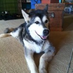 Cheyenne, dog in spirit talks to animal communicator, Debbie Johnstone